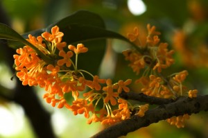 Rhind-osmanthus-1024x682