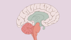 The old primitive brain is shown in blue and red: the limbic system, brain stem and cerebellum.
